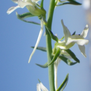 Photographie n°2188427 du taxon Linaria chalepensis (L.) Mill. [1768]