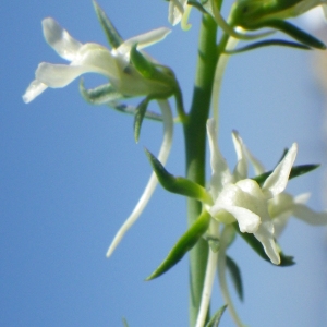 Photographie n°2188434 du taxon Linaria chalepensis (L.) Mill. [1768]