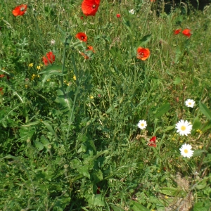 Photographie n°2188513 du taxon Papaver rhoeas L.