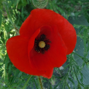 Photographie n°2188514 du taxon Papaver rhoeas L.