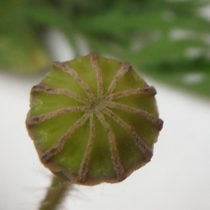 Photographie n°2188518 du taxon Papaver rhoeas L.