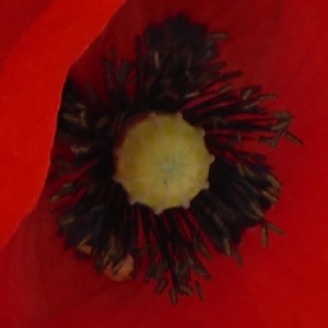 Photographie n°2188519 du taxon Papaver rhoeas L.