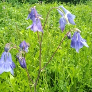 Photographie n°2188528 du taxon Aquilegia vulgaris L. [1753]