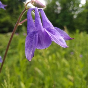 Photographie n°2188529 du taxon Aquilegia vulgaris L. [1753]