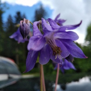 Photographie n°2188530 du taxon Aquilegia vulgaris L. [1753]