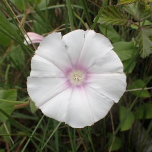 Photographie n°2188571 du taxon Convolvulus betonicifolius Mill. [1768]