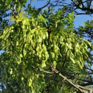 Photographie n°2188599 du taxon Fraxinus excelsior L. [1753]