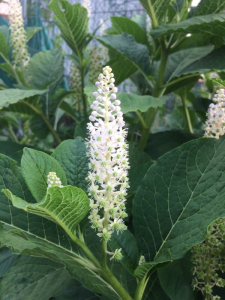 Bernard COMMERE, le 29 mai 2018 (Massy)