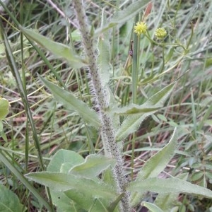 Photographie n°2188634 du taxon Echium vulgare L. [1753]