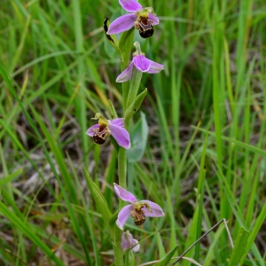 Photographie n°2188646 du taxon Ophrys apifera Huds. [1762]