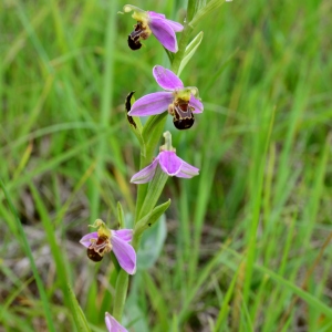 Photographie n°2188648 du taxon Ophrys apifera Huds. [1762]