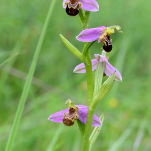 Photographie n°2188649 du taxon Ophrys apifera Huds. [1762]