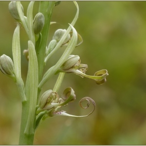 Photographie n°2188675 du taxon Himantoglossum hircinum (L.) Spreng. [1826]