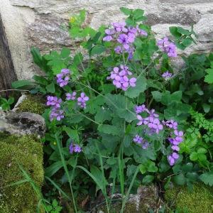 Photographie n°2188714 du taxon Lunaria annua L.