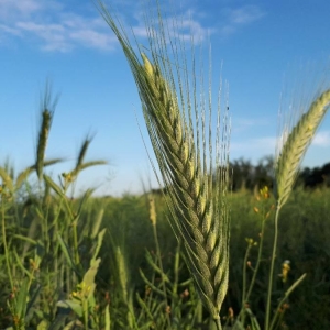 Photographie n°2188749 du taxon Hordeum vulgare L. [1753]