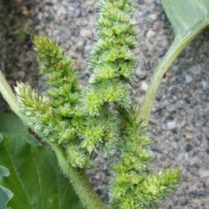 Photographie n°2188784 du taxon Amaranthus retroflexus L. [1753]