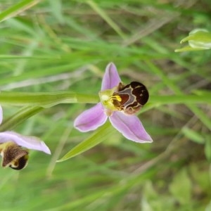 Photographie n°2188799 du taxon Ophrys apifera Huds. [1762]
