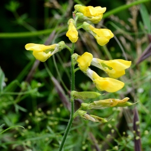 Photographie n°2188805 du taxon Lathyrus pratensis L. [1753]