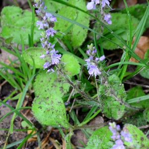 Photographie n°2188808 du taxon Veronica officinalis L. [1753]