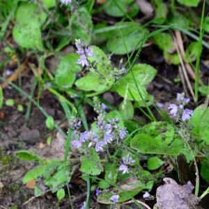 Photographie n°2188809 du taxon Veronica officinalis L. [1753]