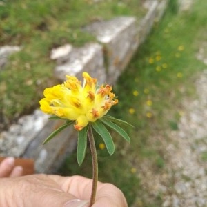 Photographie n°2188835 du taxon Anthyllis vulneraria L. [1753]