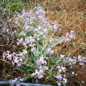 Photographie n°2188866 du taxon Matthiola sinuata subsp. sinuata 