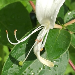 Photographie n°2188906 du taxon Lonicera japonica Thunb. [1784]