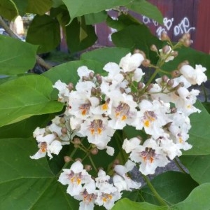 Photographie n°2188997 du taxon Catalpa bignonioides Walter [1788]