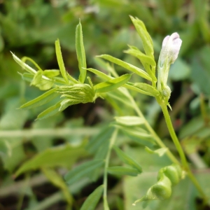 Photographie n°2189014 du taxon Vicia L. [1753]