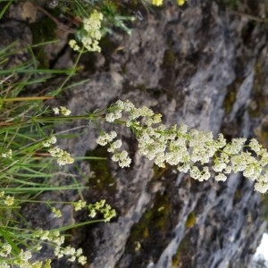 Photographie n°2189023 du taxon Galium lucidum All. [1773]