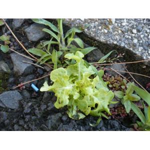 Lactuca sativa subsp. crispa (L.) Schübler & G.Martens (Salade à couper)