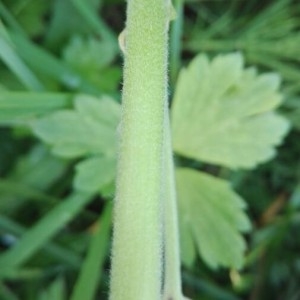 Photographie n°2189026 du taxon Althaea officinalis L. [1753]