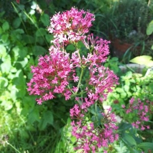 Photographie n°2189050 du taxon Centranthus ruber (L.) DC. [1805]