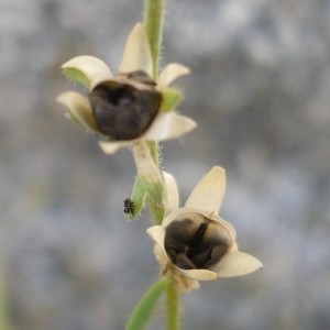 Photographie n°2189077 du taxon Linaria arvensis subsp. simplex (Willd.) Bonnier & Layens [1894]