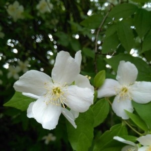 Photographie n°2189104 du taxon Philadelphus coronarius L. [1753]