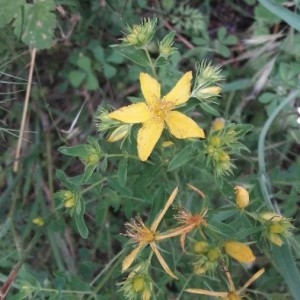 Photographie n°2189131 du taxon Hypericum perforatum L. [1753]