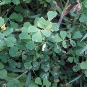 Photographie n°2189167 du taxon Medicago lupulina L. [1753]