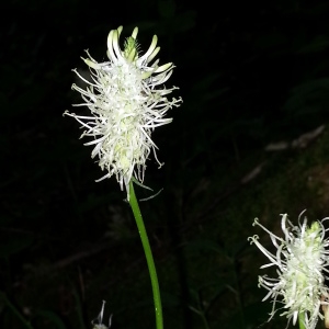 Photographie n°2189173 du taxon Phyteuma spicatum L. [1753]