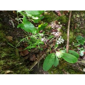 Cardaminopsis arenosa (L.) Hayek subsp. arenosa (Arabette des sables)