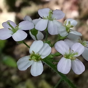  - Arabidopsis arenosa subsp. arenosa 