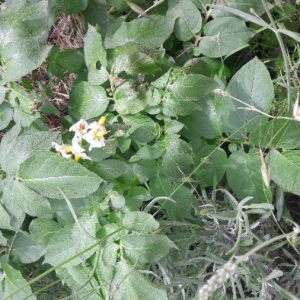 Photographie n°2189204 du taxon Solanum tuberosum L. [1753]