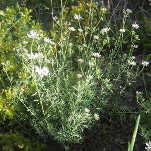 Photographie n°2189228 du taxon Dorycnium pentaphyllum Scop.