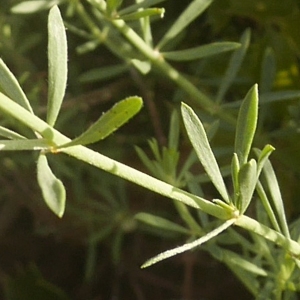 Photographie n°2189231 du taxon Dorycnium pentaphyllum Scop.