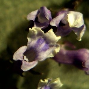 Photographie n°2189256 du taxon Anarrhinum bellidifolium (L.) Willd. [1800]