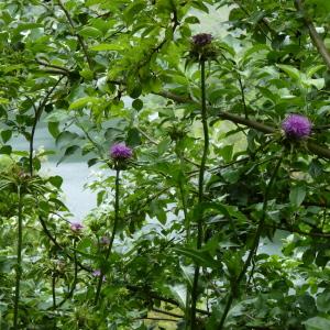 Photographie n°2189318 du taxon Silybum marianum (L.) Gaertn. [1791]