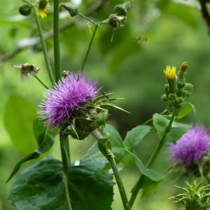 Photographie n°2189319 du taxon Silybum marianum (L.) Gaertn. [1791]