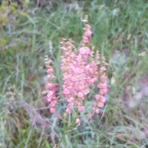 Photographie n°2189388 du taxon Rumex acetosella L. [1753]