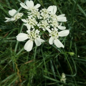 Photographie n°2189413 du taxon Orlaya grandiflora (L.) Hoffm. [1814]