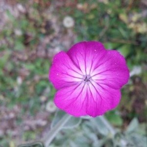 Photographie n°2189442 du taxon Lychnis coronaria (L.) Desr. [1792]