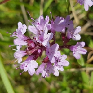 Photographie n°2189513 du taxon Thymus serpyllum L. [1753]